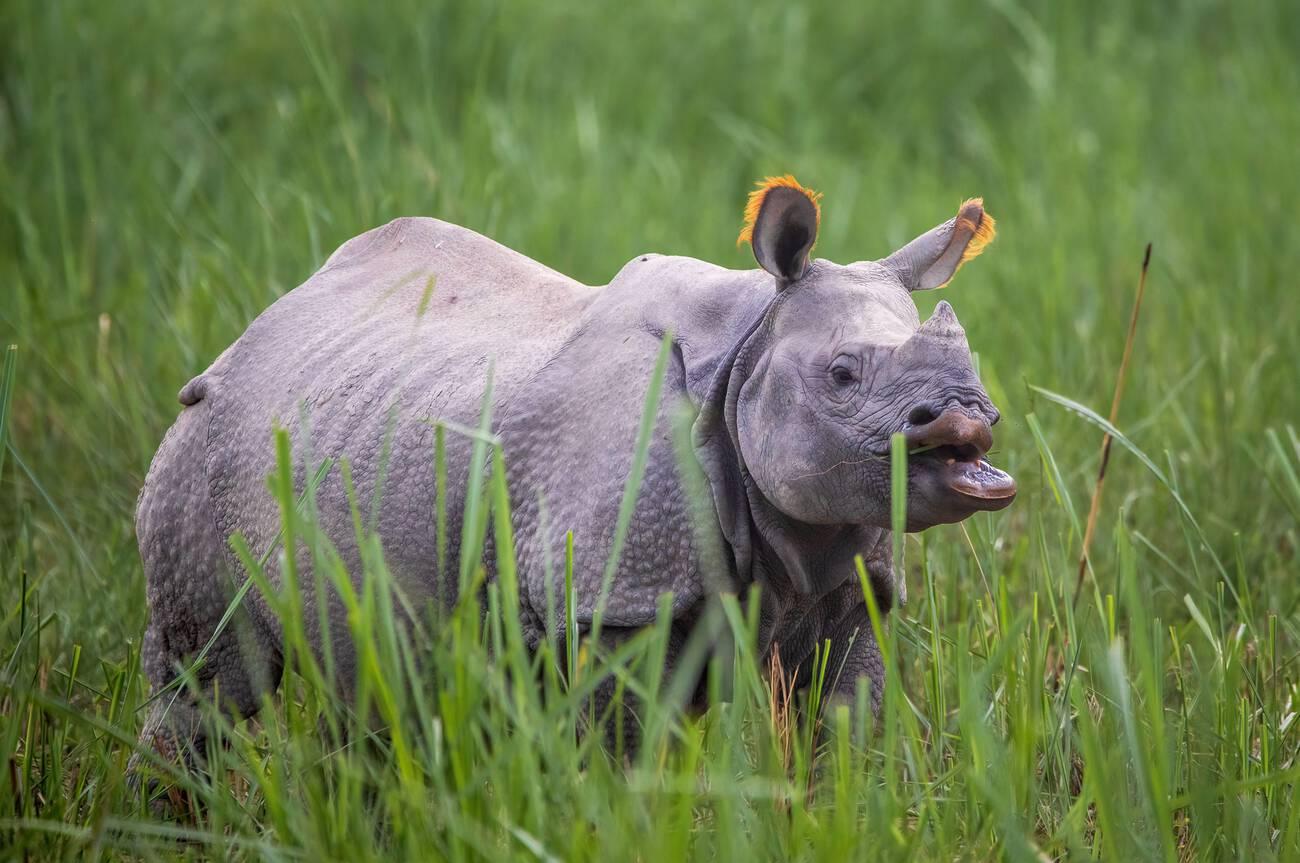 Jungle Wildlife Safari in Nepal